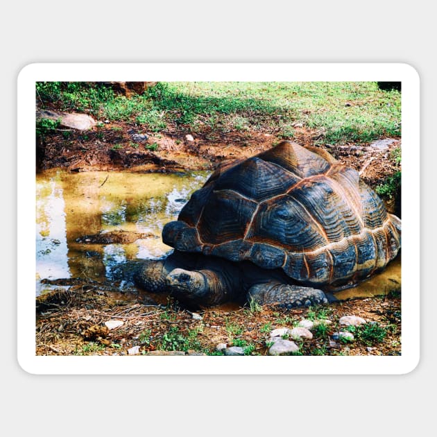 Tortoise Relaxation Time Sticker by mtndew3301@gmail.com